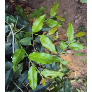 Buy Putranjiva Roxburghii, Childlife Tree Plant 