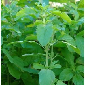Ocimum Sanctum  , Ram Tulsi Plant Green ( Pack Of 3 )