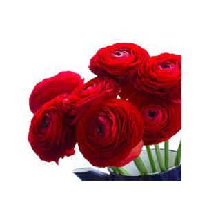 Buy Ranunculus  Red Bulbs - Set Of 4 Bulbs 