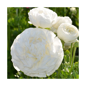 Buy Ranunculus White Bulbs - Pack Of 4 Bulbs 