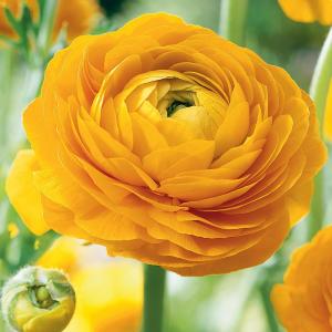 Buy Ranunculus Yellow Bulbs- Pack Of 4 Bulbs  