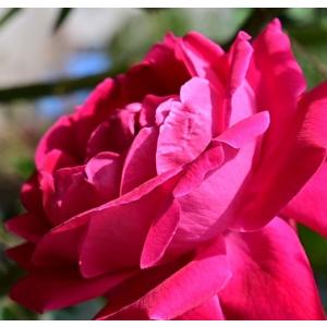 Red Rose (Desi Gulaab) Plant