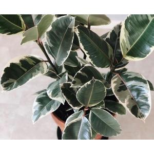 Ficus Elastica ‘Tineke ( Variegated Rubber Plant )