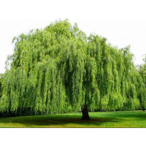 Buy Salix Babylonica, Weeping Willow Plant 