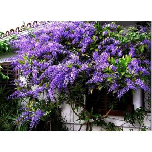 Buy Petrea Racemosa ( Volubilis ) Plant , Purple Wrath Plant 