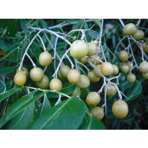 Buy Sapindus Mukorosii, North Indian Soapnut, Ritha Plant 