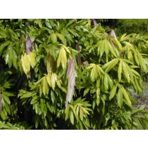 Buy Saracca Asoca,  Sorrow less Tree  ( Sita Ashok ) Plant