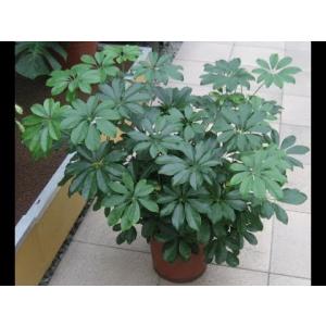 Schefflera Arboricola Plant, Dwarf Umbrella Tree