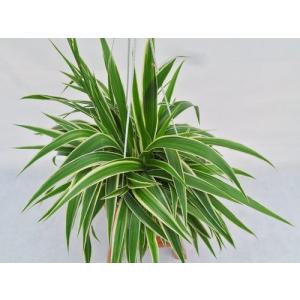 Buy Chlorophytum Comosum Plant, Spider Plant 