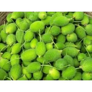 Momordica Dioica , Spiny Gourd - 50 Seeds Pack