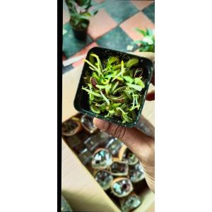  Dionaea muscipula , Venus Fly Trap