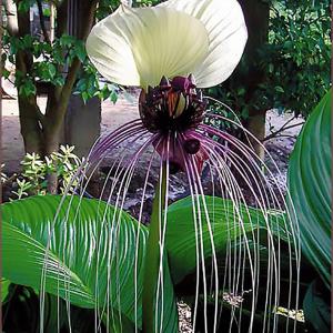 Buy Tacca integrifolia Bulbs , White Bat Flower - 3 Bulbs Pack