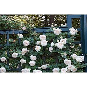 Buy Creeping Or Climbing White Rose Plant 