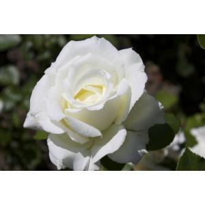 White Rose Plant