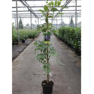 Rosa Bankansea And Wisteria Sinensis Plant Combo