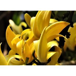 Yellow Butea Monosperma Plant