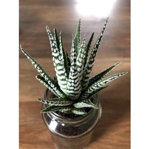 Buy Haworthia Fasciata  , Zebra Plant 