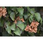 Acer Oblongum , Himalayan Maple Plant 