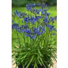 Buy Agapanthus Blue Bulbs - Pack Of 3 Bulbs - Delivery All Over India