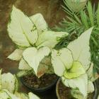 Aglaonema  ( Super White ) Plant