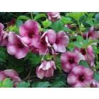 Allamanda Blanchetii Pink Plant