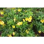 Buy Allamanda Cathartica, Golden Trumpet Vine Plant 