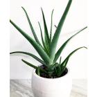 Buy Aloe Vera Mini Plant 