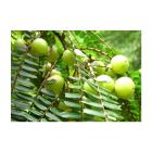 Buy Amla Plant (Emblica Officinalis , Indian gooseberry )