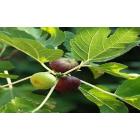 Ficus Carica, Anjeer , Indian Fig Plant