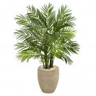 Buy Areca Palm Plant ( Dypsis lutescens ) Air Purifying Plant 