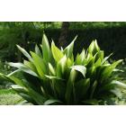 Buy Aspidistra Elatior ,  Cast Iron Plant 