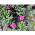 Azalea Pink Plant ( Rhododendron Family )