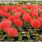 Buy Scadoxus Multiflorus Plant,  Football Lily Plant 