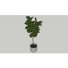 Buy Ficus Benghhalensis, Banyan Tree , Bargad Plant 