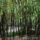 Buy Phyllostachys Nigra Plant , Black Bamboo Plant