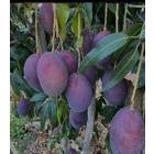 Black Stone Mango Fruit Plant ( Grafted )