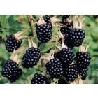 Blackberry Fruit Plant (Rubus fruticosus)