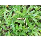 Brachiaria Mutica, Para grass - 50 Seeds Pack
