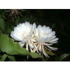 Epiphyllum Oxypetallum , Queen Of The Night Plant  , Brahma Kamal