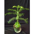 Buy Araucaria Bidwilli Plant, Bunya Pine 