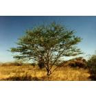 Senegalia senegal ( Acacia Senegal Seeds ) , Gum Acacia, Gum Arabica - 50 Seeds - Free Shipping