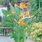 Buy Strelitzia Reginae, Bird Of Paradise Plant, Crane Flower