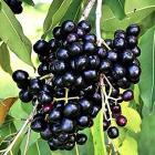 Syzygium Cumini ( Black Jamun ) Plant