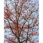 Bombax Ceiba Semal Plant, Red Silk Cotton Tree 