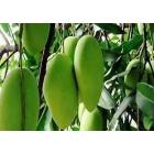 Buy Dasheri Mango Fruit Plant