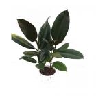 Buy Ficus Elastica Decora Plant ,Rubber Tree Plant 