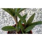 Buy Leopard Lily Plant , Silver Squill ( Ledebouria Socialis )