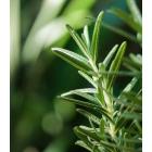 Buy Rosemary ( Salvia Rosmarinus ) Plant