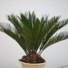 Buy Cycas Revoluta Plant, Sago Palm Plant 
