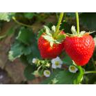 Buy Strawberry Plant - Delivery All Over India